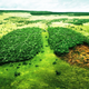 Illustration for article titled Deforestation and Its Extreme Effect on Global Warming